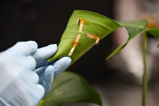 Photo of a researcher placing a flexible tattoo on a plant leaf to track hydration levels.