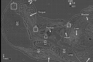 View of a mouse through a microscope